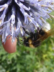 Bombus vestalis