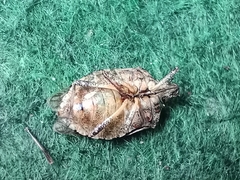 Halyomorpha halys