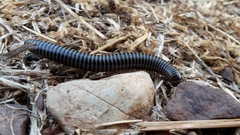 Acanthoiulus fuscipes