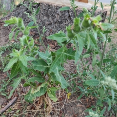 Hyoscyamus niger