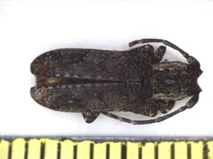 Hecyromorpha plagicollis