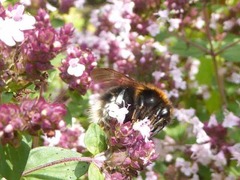 Bombus hypnorum