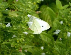 Pieris rapae