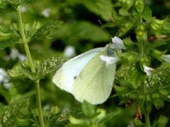 Pieris rapae