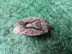 Halyomorpha halys