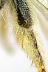 Halictus vestitus
