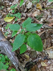 Clinopodium grandiflorum