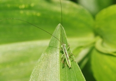 Conocephalus saltator