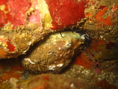 Haliotis corrugata