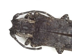 Hecyromorpha plagicollis