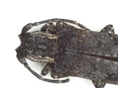Hecyromorpha plagicollis