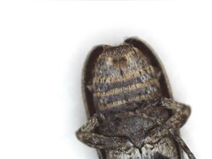 Hecyromorpha plagicollis