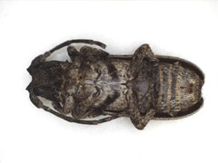 Hecyromorpha plagicollis