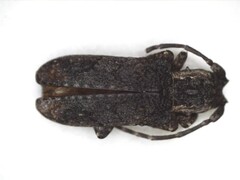 Hecyromorpha plagicollis