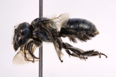 Osmia virga