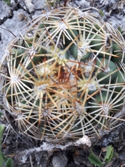 Coryphantha radians