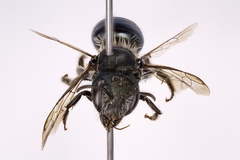 Osmia virga