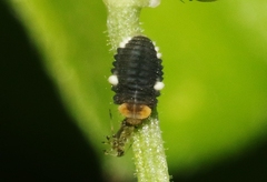Diomus roseicollis