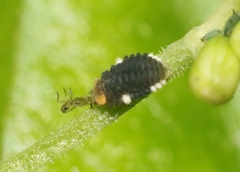 Diomus roseicollis