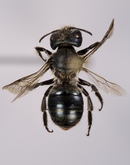 Osmia virga