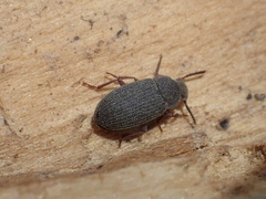 Blapstinus sulcatus