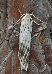 Coscinia