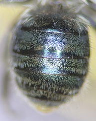 Osmia virga