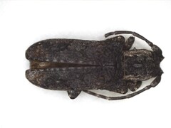 Hecyromorpha plagicollis