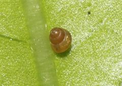 Achatinellidae