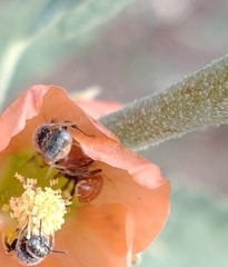 Macroteropsis