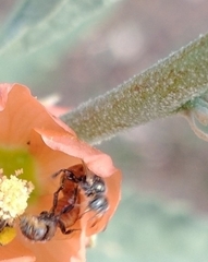 Macroteropsis