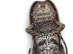 Hecyromorpha plagicollis