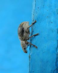 Sciaphobus squalidus