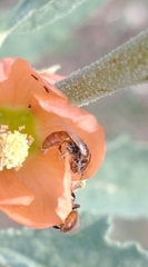 Macroteropsis