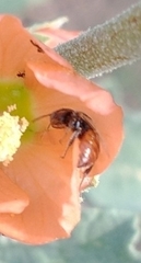 Macroteropsis
