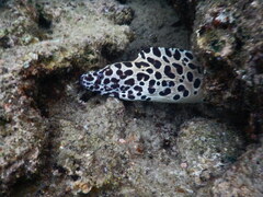 Gymnothorax favagineus