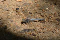 Orthetrum glaucum