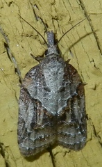 Platynota idaeusalis