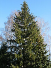 Picea abies