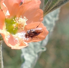 Macroteropsis