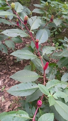 Phytolacca japonica