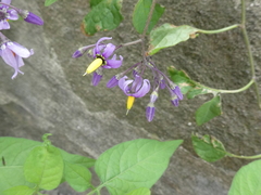 Solanum dulcamara