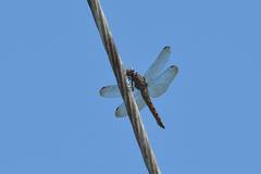 Orthetrum glaucum