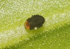 Diomus roseicollis