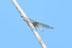 Orthetrum glaucum