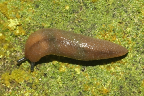 Pallifera observed 2022-01-23