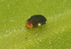 Diomus roseicollis