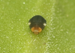 Diomus roseicollis
