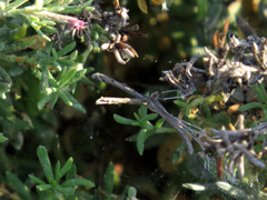Agdistis americana