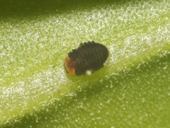 Diomus roseicollis